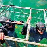 Shark Cage Diving - White Shark Projects - Xplorio™ Gansbaai