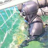 Shark Cage Diving - White Shark Projects - Xplorio™ Gansbaai