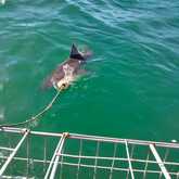 Shark Cage Diving - White Shark Projects - Xplorio™ Gansbaai