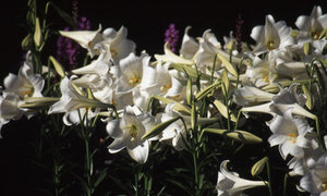 Lilium longiflorum the white way