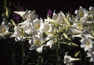 Lilium longiflorum the white way