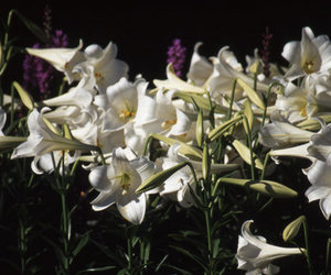 Lilium longiflorum the white way