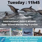 Next Dyer Island Marine Big 5 Tour: 15 February 2022