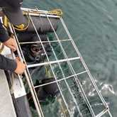 Shark Cage Diving - White Shark Projects - Xplorio™ Gansbaai