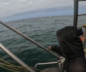 Great White Shark in the bay!