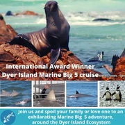 Next Dyer Island Marine Big 5 Tour: 19 February 2022