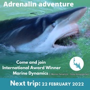 Next Marine Dynamics Shark Cage Diving Trip: 22 February 2022