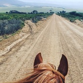 Bbos Horse - Foxy House - Xplorio™ Gansbaai 