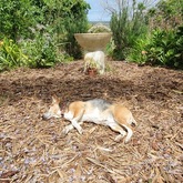 Foxy House - Xplorio™ Gansbaai 