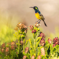 Birdlife - Gansbaai Tourism Bureau - Xplorio™ Gansbaai 