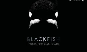 Blackfish - Gansbaai Daily News