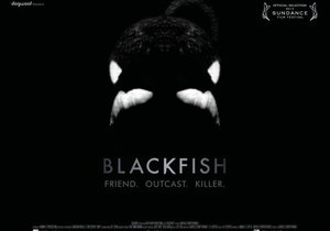 Blackfish - Gansbaai Daily News