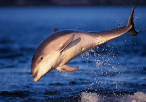 Dolphin Harassment Taken Seriously - Gansbaai Daily News