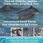 Next Dyer Island Marine Big 5 Tour: 26 February 2022