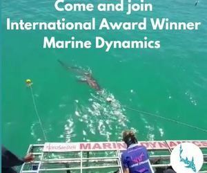 Next Marine Dynamics Shark Cage Diving Trip: 1 March 2022