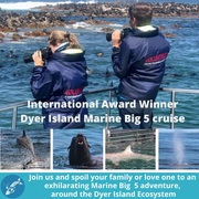 Next Dyer Island Marine Big 5 Tour: 1 March 2022