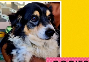 Oogies is ready to be adopted!