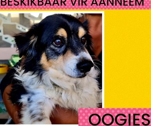 Oogies is ready to be adopted!