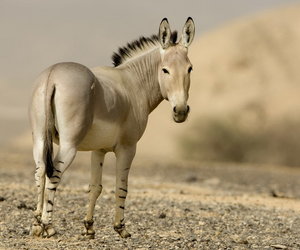 Birth of Wild Ass Celebrated - Gansbaai Daily News