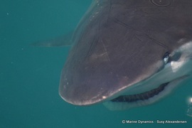 Daily Blog: 01 March 2022 | Shark Cage Diving in South Africa