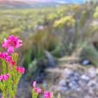 #fynbos #hiking #epicmtbtrails #birdwatching #hottubs # farmdam #wifi - Beloftebos Farm cottages - Xplorio™ Stanford