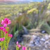 #fynbos #hiking #epicmtbtrails #birdwatching #hottubs # farmdam #wifi - Beloftebos Farm cottages - Xplorio™ Stanford
