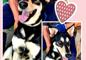 Prinses and Oortjies - Ready to be Adopted