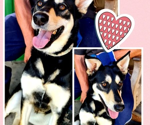 Prinses and Oortjies - Ready to be Adopted