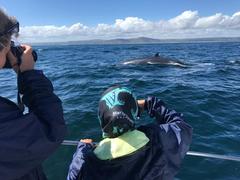 Next Dyer Island Marine Big 5 Tour: 6 March 2022