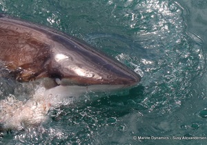 Daily Blog: 07 March 2022 | Shark Cage Diving in South Africa