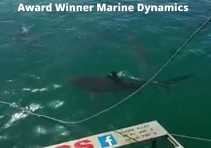 Next Marine Dynamics Shark Cage Diving Trip: 9 March 2022