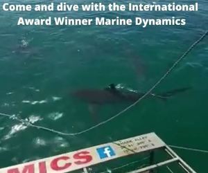 Next Marine Dynamics Shark Cage Diving Trip: 9 March 2022