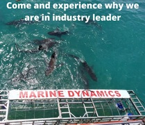 Next Marine Dynamics Shark Cage Diving Trip: 11 + 12 March 2022