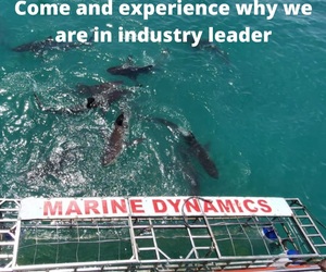 Next Marine Dynamics Shark Cage Diving Trip: 11 + 12 March 2022
