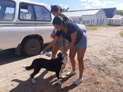 Animal Wellness Clinic