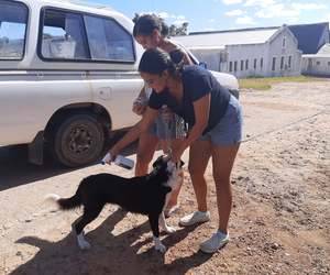 Animal Wellness Clinic