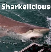 Next Marine Dynamics Shark Cage Diving Trip: 12 March 2022