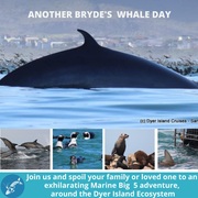 Next Dyer Island Marine Big 5 Tour: 12 March 2022