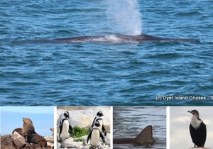 Next Dyer Island Marine Big 5 Tour: 15 March 2022