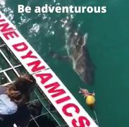 Next Marine Dynamics Shark Cage Diving Trip: 15 March 2022