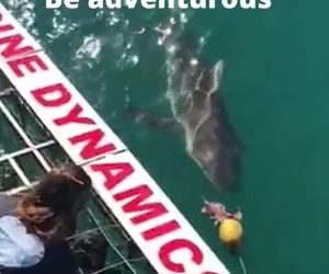 Next Marine Dynamics Shark Cage Diving Trip: 15 March 2022