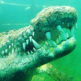 Croc-diving & Viewing Experiences - Afrikanos -  Xplorio™ Gansbaai 