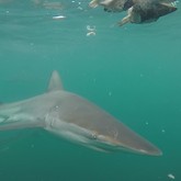 Shark - White Shark Projects - Xplorio™ Gansbaai