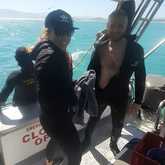 Shark Cage Diving - White Shark Projects - Xplorio™ Gansbaai