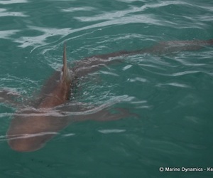 Daily Blog: 22 March 2022 | Shark Cage Diving in South Africa