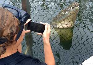Crocodile Diving and Tours