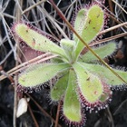 Caledon Wild Flower Garden - Xplorio™ Caledon