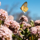 Caledon Wild Flower Garden - Xplorio™ Caledon