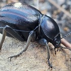 Caledon Wild Flower Garden - Xplorio™ Caledon