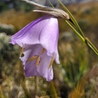 Caledon Wild Flower Garden - Xplorio™ Caledon